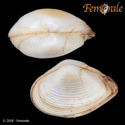 Femorale - Corbula caribaea Orbigny, 1842