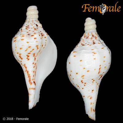 Femorale - Turbinella pyrum (L., 1758)