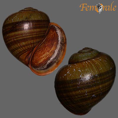 Live ampullariids in situ: A, Pila scutata (ca. 30 mm in shell