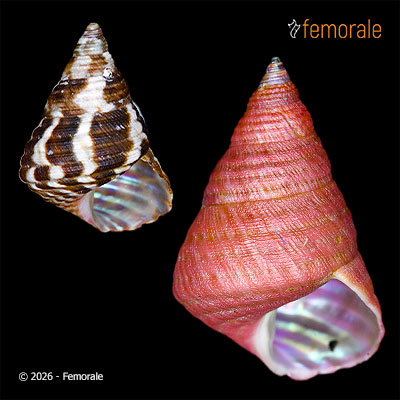 Micrelenchus purpureus (Gmelin, 1791)