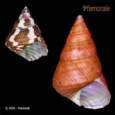 Micrelenchus purpureus (Gmelin, 1791)
