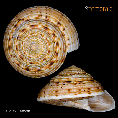 Architectonica nobilis Röding, 1798