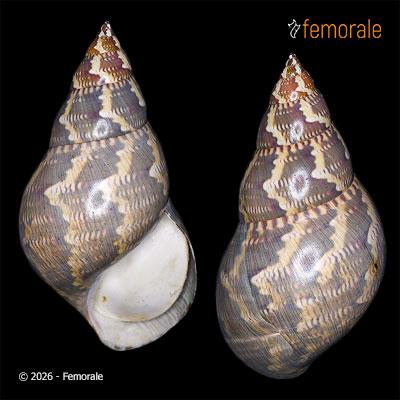 Phasianella australis (Gmelin, 1791)