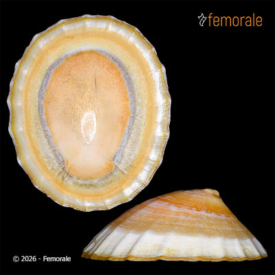 Cellana flava (F. W. Hutton, 1873)