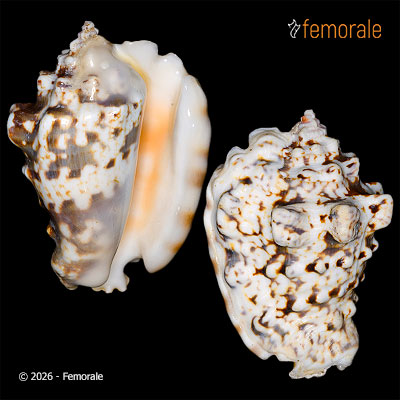 Lentigo lentiginosus (Linnaeus, 1758)
