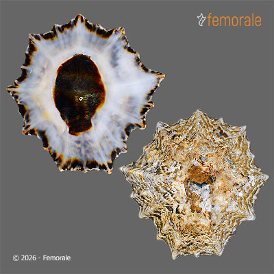 Cymbula granatina (Linnaeus, 1758)