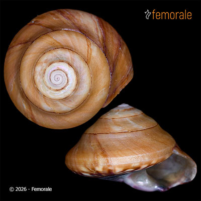 Zethalia zelandica (Hombron & Jacquinot, 1848)