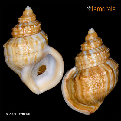 Pelicaria vermis (Martyn, 1784)