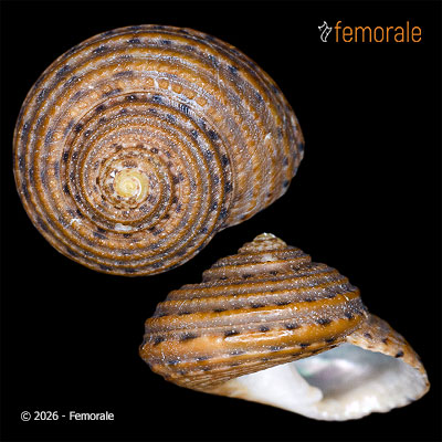 Clanculus consobrinus Tate, 1893