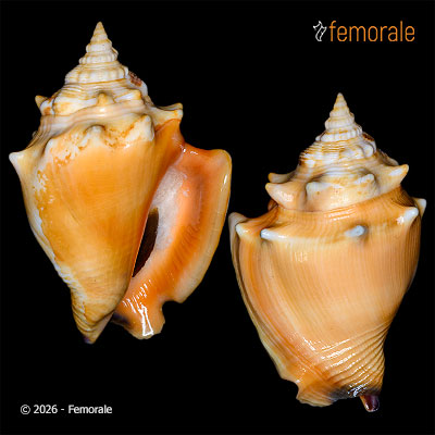 Strombus pugilis Linnaeus, 1758